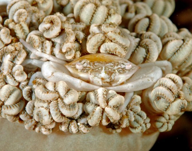 38 Anemone Crab.jpg